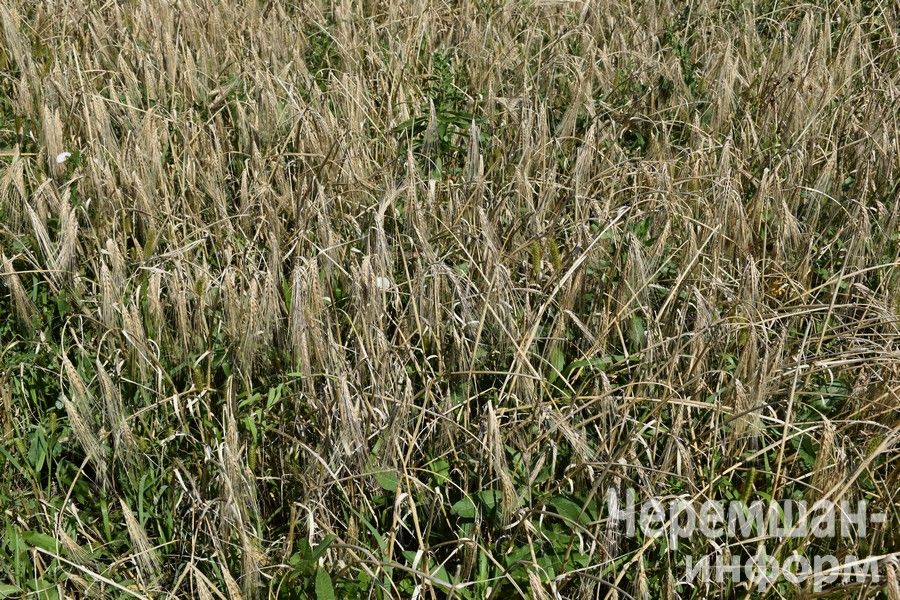 Минсельхозпрод РТ объявляет отбор по гранту «Агромативатор»