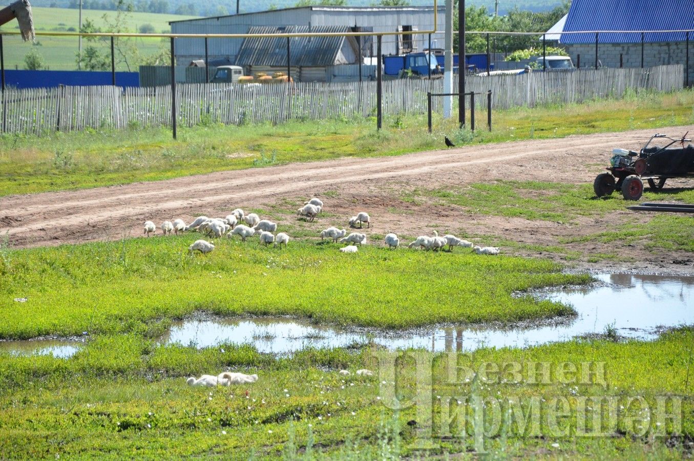 В Старом Кадееве гуси не дают расти траве (ФОТОРЕПОРТАЖ)
