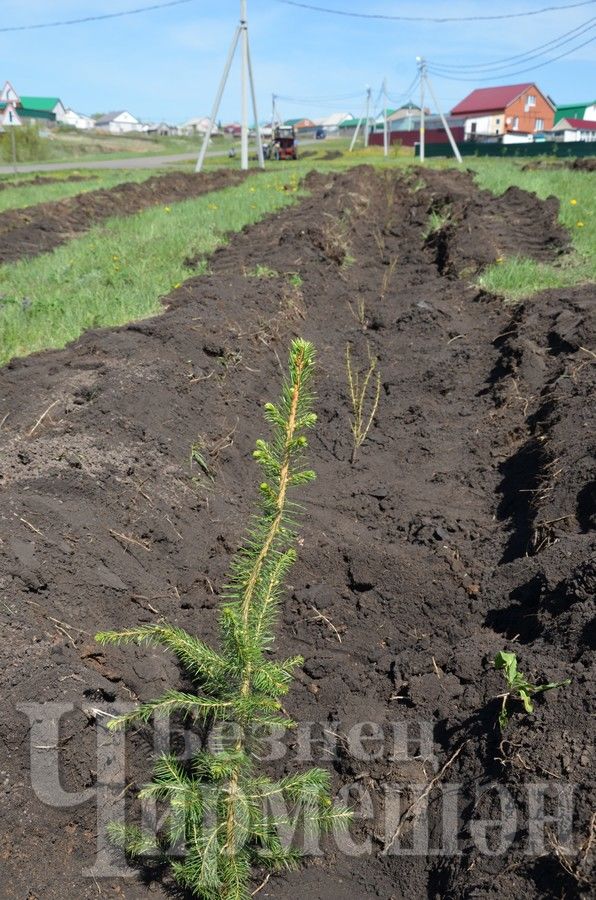 В Черемшане посадили деревья в честь 100-летия ТАССР (ФОТОРЕПОРТАЖ)