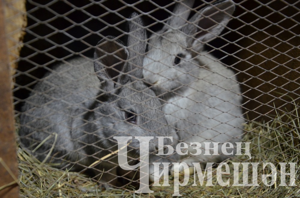 Фермерское увлечение жителей села Нижняя Кармалка