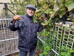 Әмир бакчачысы 10 төрле виноград үстерә