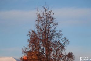 Чынлыкта мин барыбер ялгыз идем...