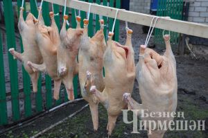 В селе Нижняя Каменка начались праздники гусиного пера