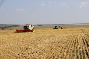 Чирмешән районы хуҗалыкларында урак эшләре экваторга якынлаша