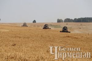 В Черемшанском районе завершается уборка зерновых