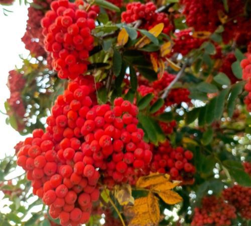 Кызыл миләш ютәлне баса