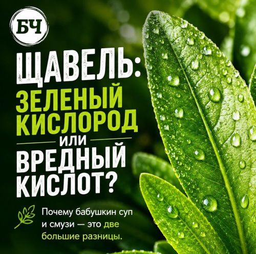Щавель: польза и вред (карточки)