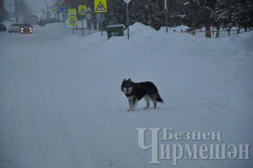 Чирмешән районында үткән ел хуҗасыз 57 этне аулаганнар