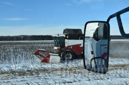 Чирмешән районының “БИО-АГРО” җәмгыятендә көнбагыш суктыралар