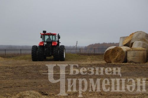 “Ильхан” җәмгыятендә бер сыер елга 300 мең сум файда китерә