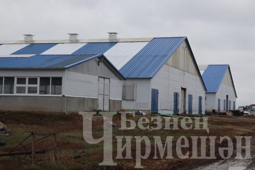 “Ильхан” җәмгыятендә бер сыер елга 300 мең сум файда китерә