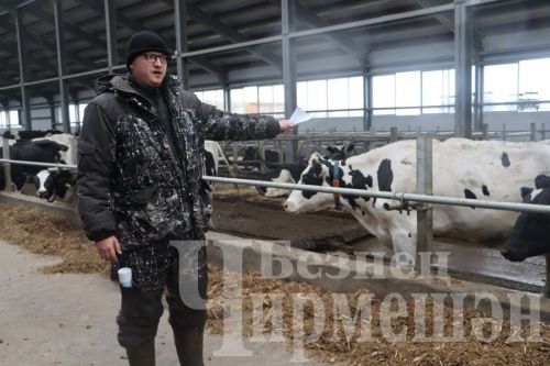 “Ильхан” җәмгыятендә бер сыер елга 300 мең сум файда китерә