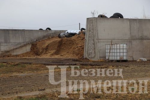 “Ильхан” җәмгыятендә бер сыер елга 300 мең сум файда китерә
