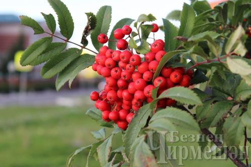 Кызыл миләштән төрле авыруларны дәвалый торган РЕЦЕПТЛАР