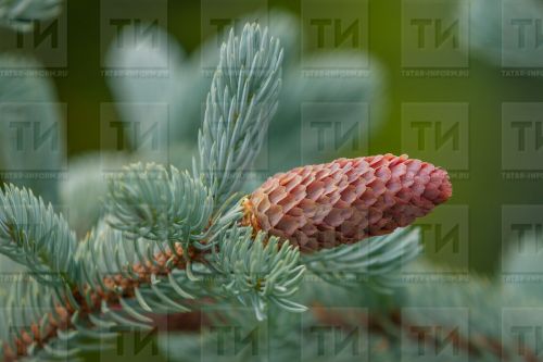 Наратның бөресе дә, ылысы да шифалы