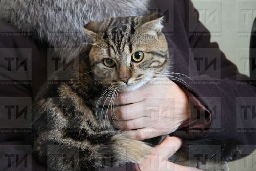 Мошенниклар йорт хайваннарын сатып алучыларны алдый башлаган