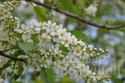 Чирмешән умарталары чәчәк балы җыеп рәхәтләнә
