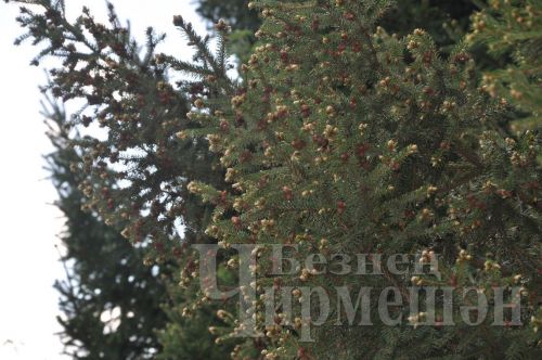Татарстанда 8 һәм 9 майда кырау төшәргә мөмкин