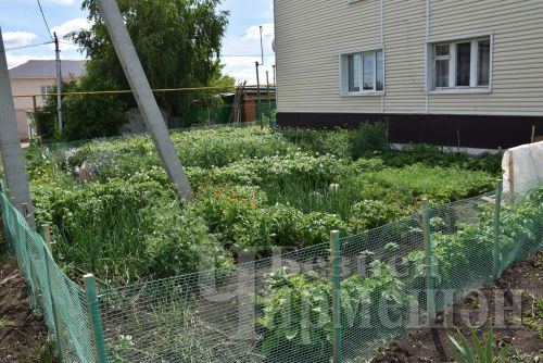 Фасоль колорадо коңгызын куркыта