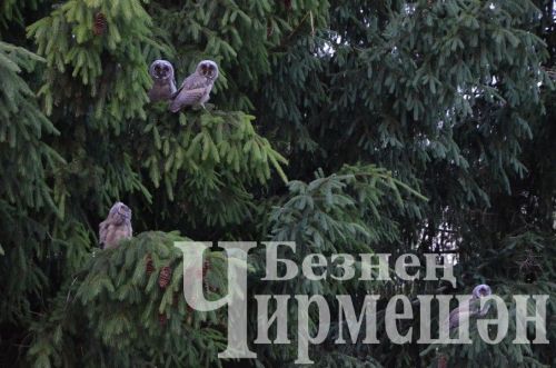 Совы наблюдают за работой сотрудников редакции районной газеты