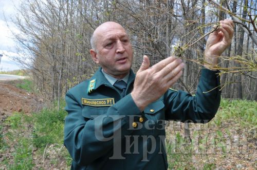 Чирмешән районы урманнарын корт ашый