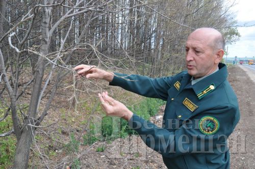 Леса Черемшанского района поедают гусеницы шелкопряда
