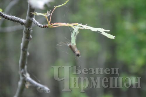 Чирмешән районы урманнарын корт ашый