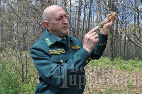 Леса Черемшанского района поедают гусеницы шелкопряда
