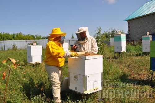 Пчеловоды Черемшанского района надеются на дождь