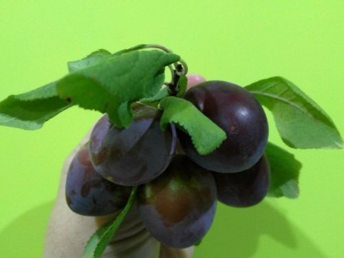 Әгәр кайнатма куермаса...