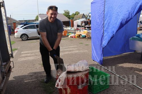 Малларга фураж янына салам да кирәк