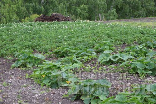 Туймәттә яшәүче ветеран үзен бик бай кешегә саный