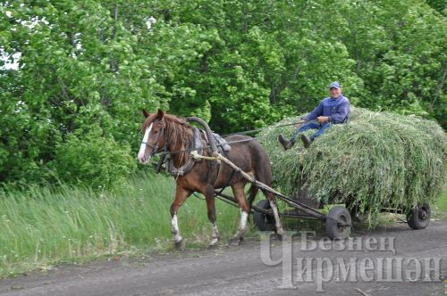 Сено дорогое, но черемшанцы стараются не сокращать поголовье скота