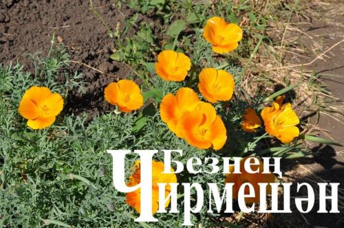 Иске Кади укытучысы  62 сантиметр озынлыктагы кыяр үстергән