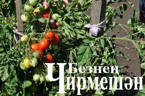 Иске Кади укытучысы  62 сантиметр озынлыктагы кыяр үстергән
