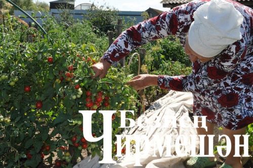 Иске Кади укытучысы  62 сантиметр озынлыктагы кыяр үстергән