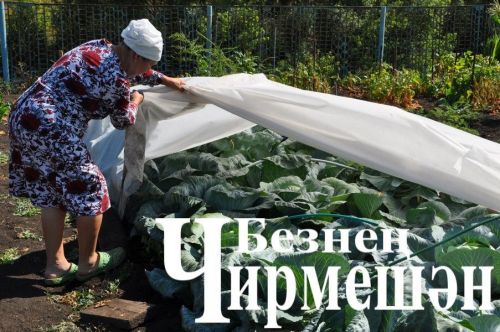 Иске Кади укытучысы  62 сантиметр озынлыктагы кыяр үстергән