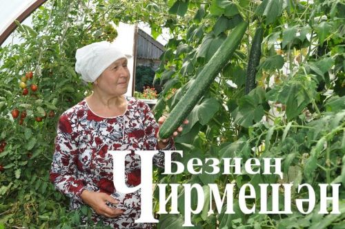 Иске Кади укытучысы  62 сантиметр озынлыктагы кыяр үстергән