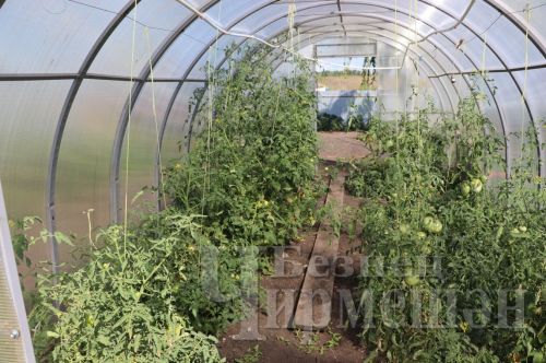 Иске Котышка кайткан гаилә моннан китәргә җыенмый