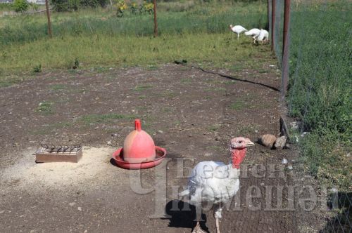Иске Котышка кайткан гаилә моннан китәргә җыенмый