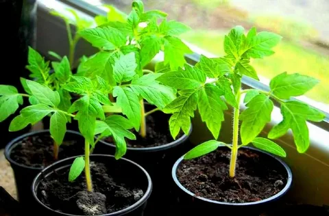 Көнен белеп утыртыгыз!
