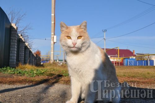 Бешенство неизлечимо, но болезнь можно предупредить