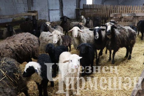 Яшәүче фермеры ат алырга хыяллана