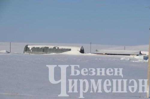 Яшәүче фермеры ат алырга хыяллана