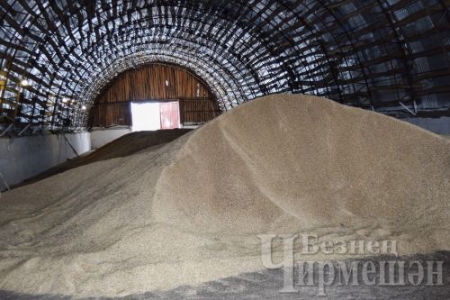 Чирмешән районында җилемсәгә-клейковинага бай бодай үстерә башлыйлар