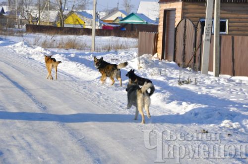 Чирмешән районында урамда йөрүче этләрне тоталар