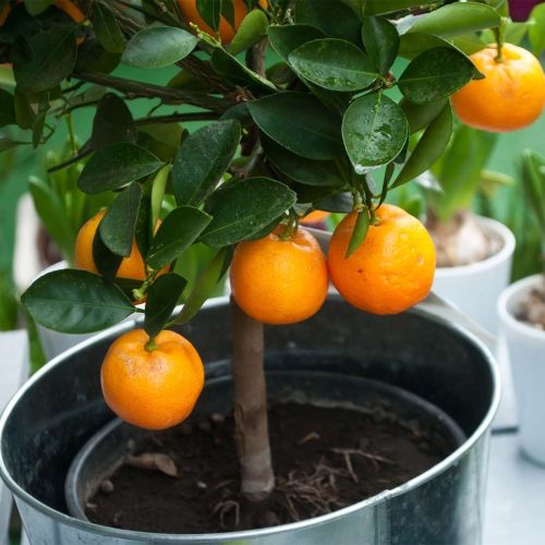 Бәхет, акча килсен өчен нишләргә?