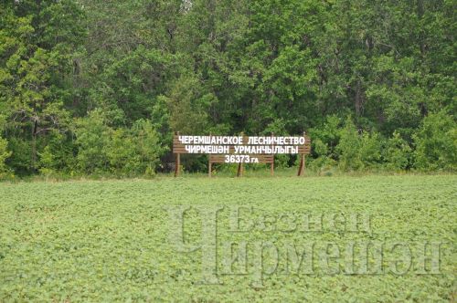 Чирмешән урманчылары яңа сезонны башлый