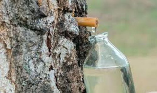 Каен сутын ничек дөрес җыярга һәм кулланырга?