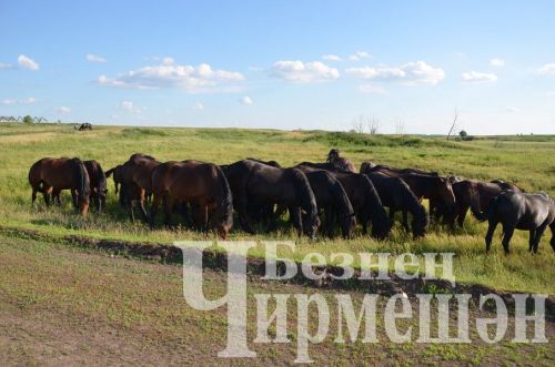 Чирмешәннән Имран Мөслимов дөяләр асрамакчы